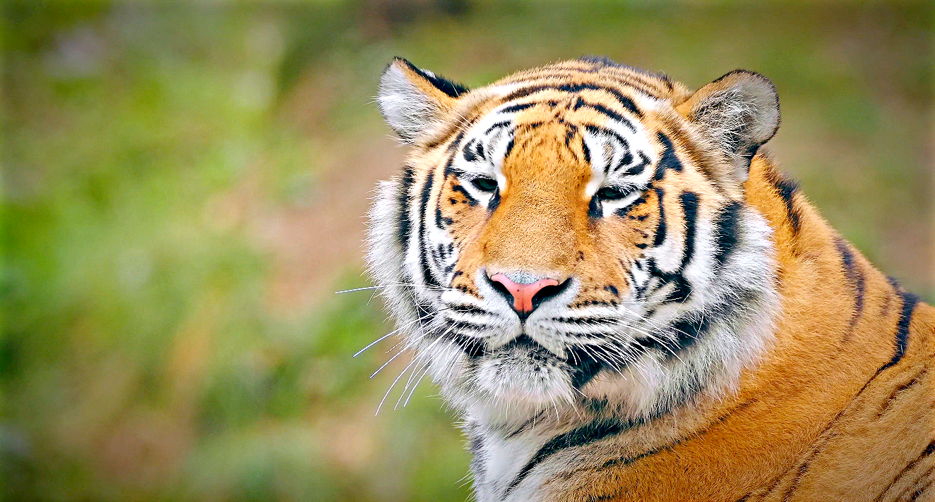 Wildlife — enhanced with Ultra Enhancer