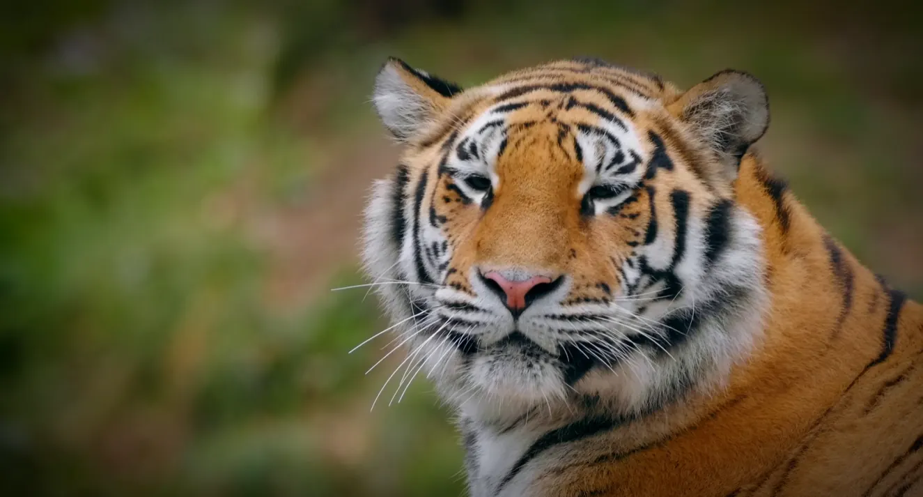 Wildlife — original